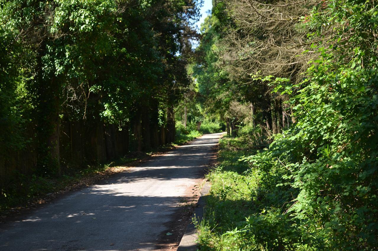 Solnechny Bereg Guest House Gudauta Εξωτερικό φωτογραφία