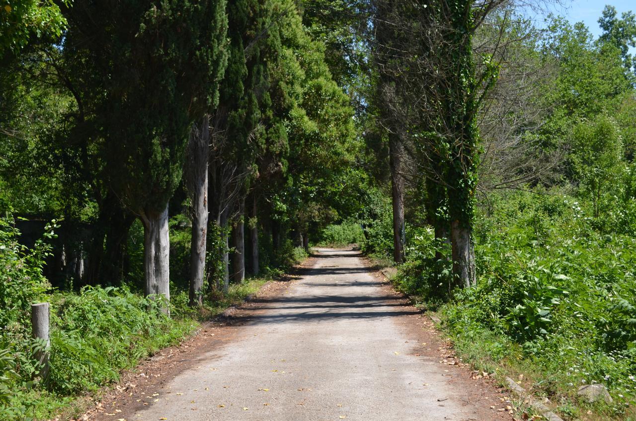 Solnechny Bereg Guest House Gudauta Εξωτερικό φωτογραφία