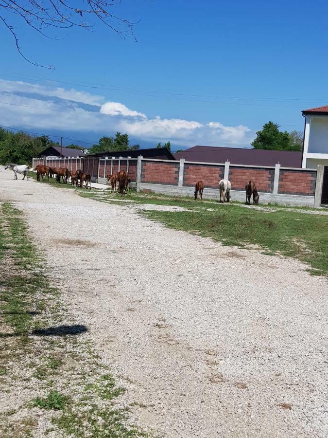 Solnechny Bereg Guest House Gudauta Εξωτερικό φωτογραφία